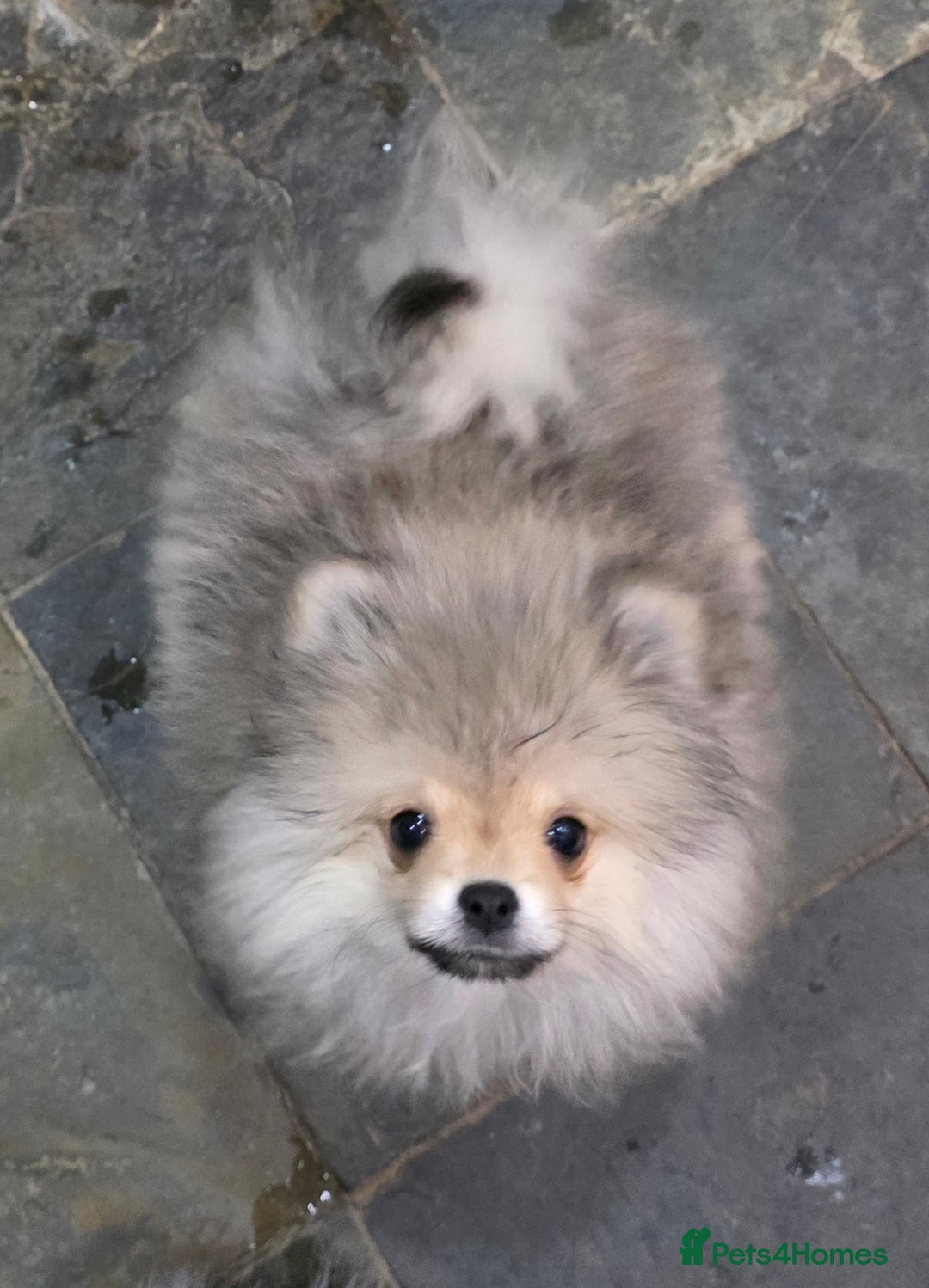 Pomeranian dogs for sale: 2 quality Kc registered Pomeranian boys - Advert 4