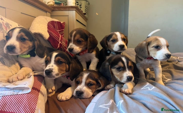 Beagle dogs - Advert 2