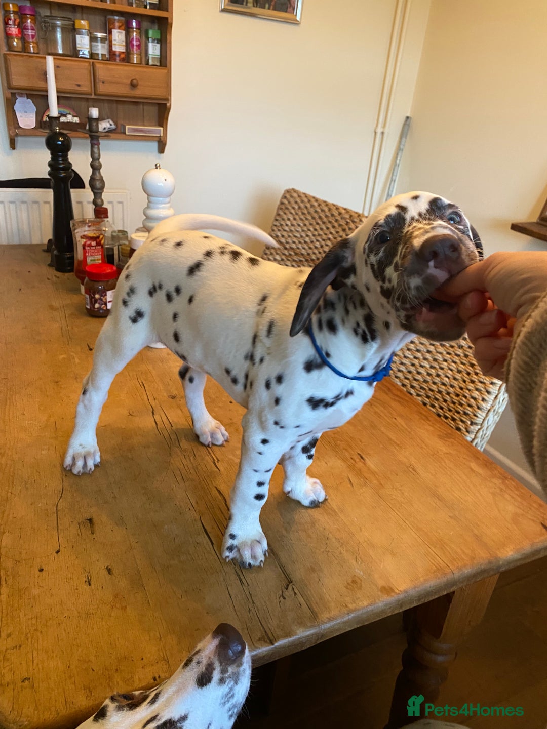 Dalmatian dogs for sale: Absolutely stunning liver puppy  - Image 10