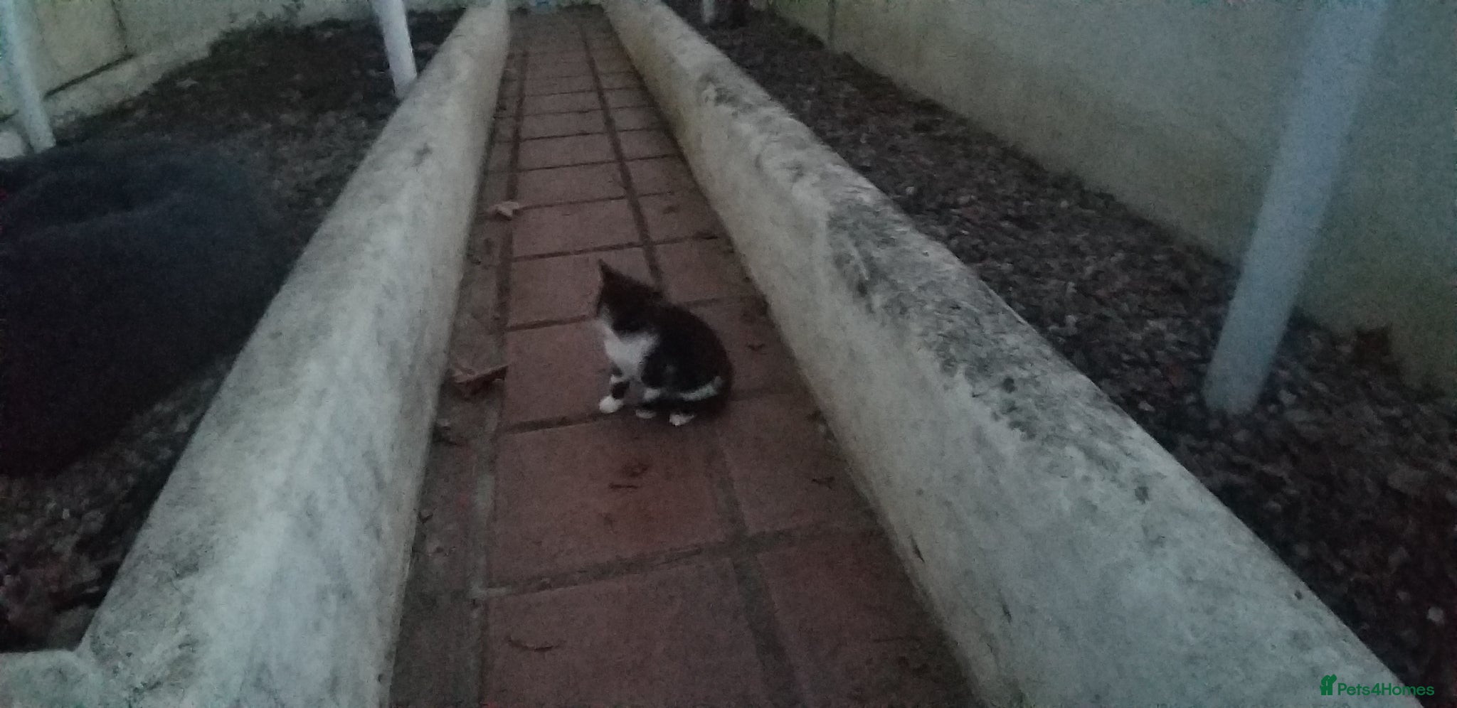 Mixed Breed cats black and white male kitten - Advert 1