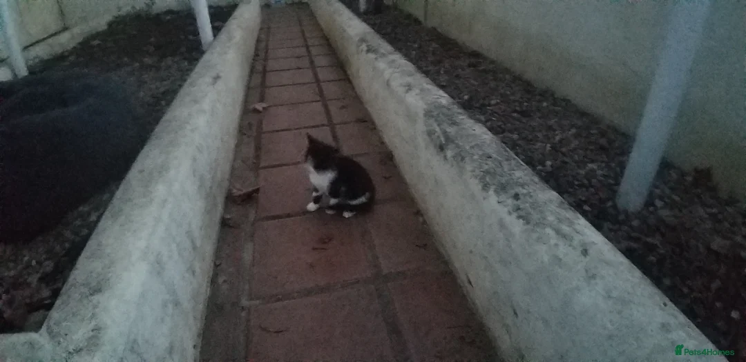 Mixed Breed cats for sale: black and white male kitten - Advert 1