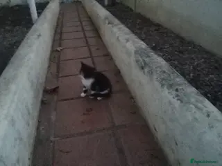 Mixed Breed cats black and white male kitten - Advert 1