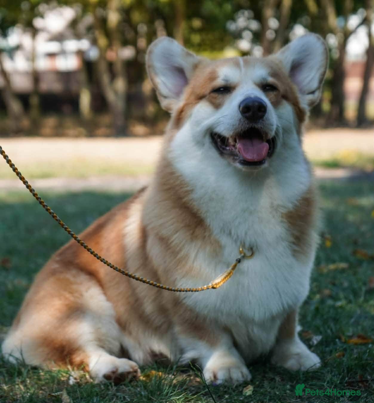 Welsh Corgi Pembroke dogs KC registered Welsh Corgi (Pembroke) - Advert 2