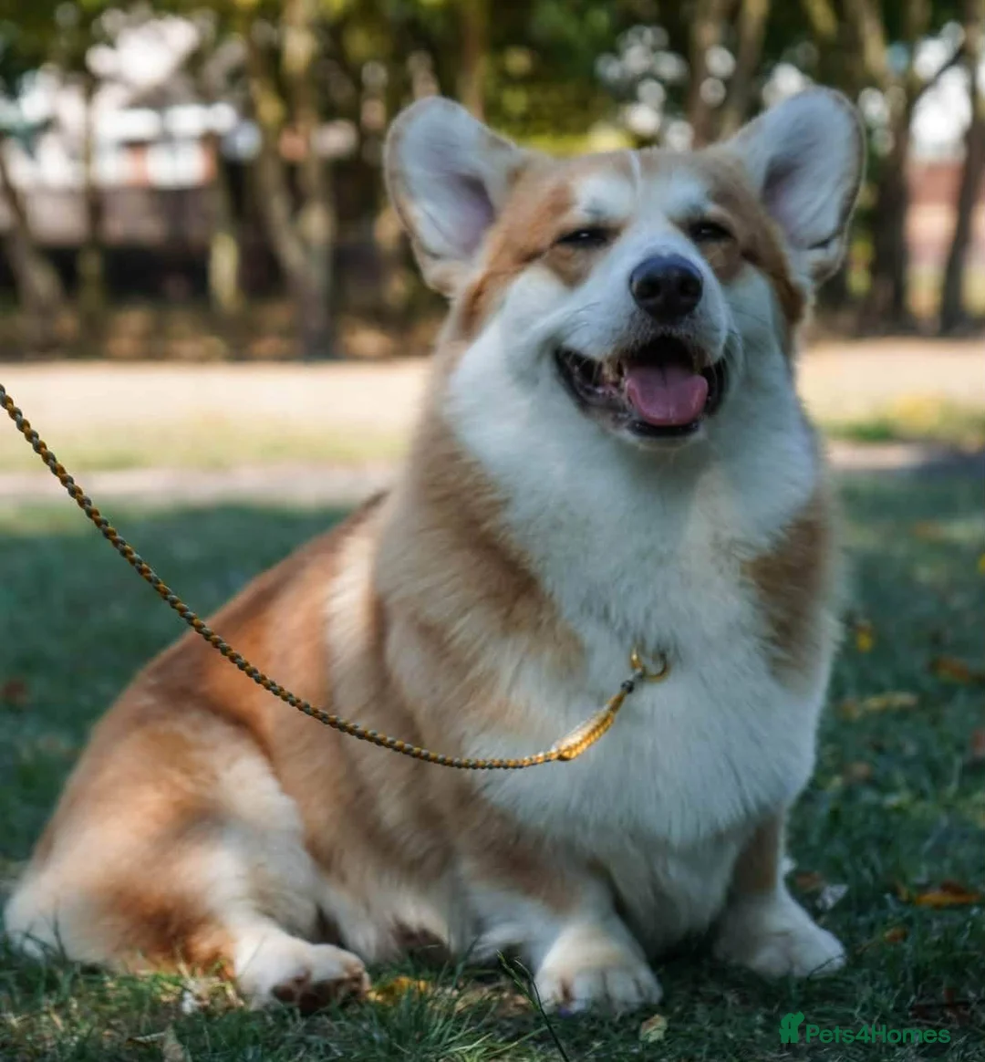 Welsh Corgi Pembroke dogs for sale: KC registered Welsh Corgi (Pembroke) - Advert 1