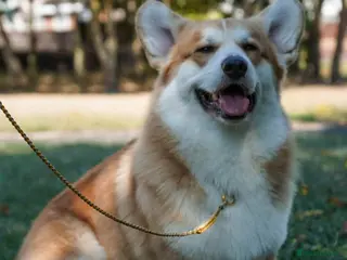 Welsh Corgi Pembroke dogs KC registered Welsh Corgi (Pembroke) - Advert 2