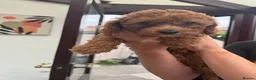 Cockapoo dogs for sale: F2 Cockapoo  - Advert 4