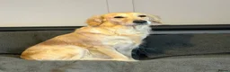 Golden Retriever dogs for sale: 1 cream beautiful golden retriever boy left - Advert 12