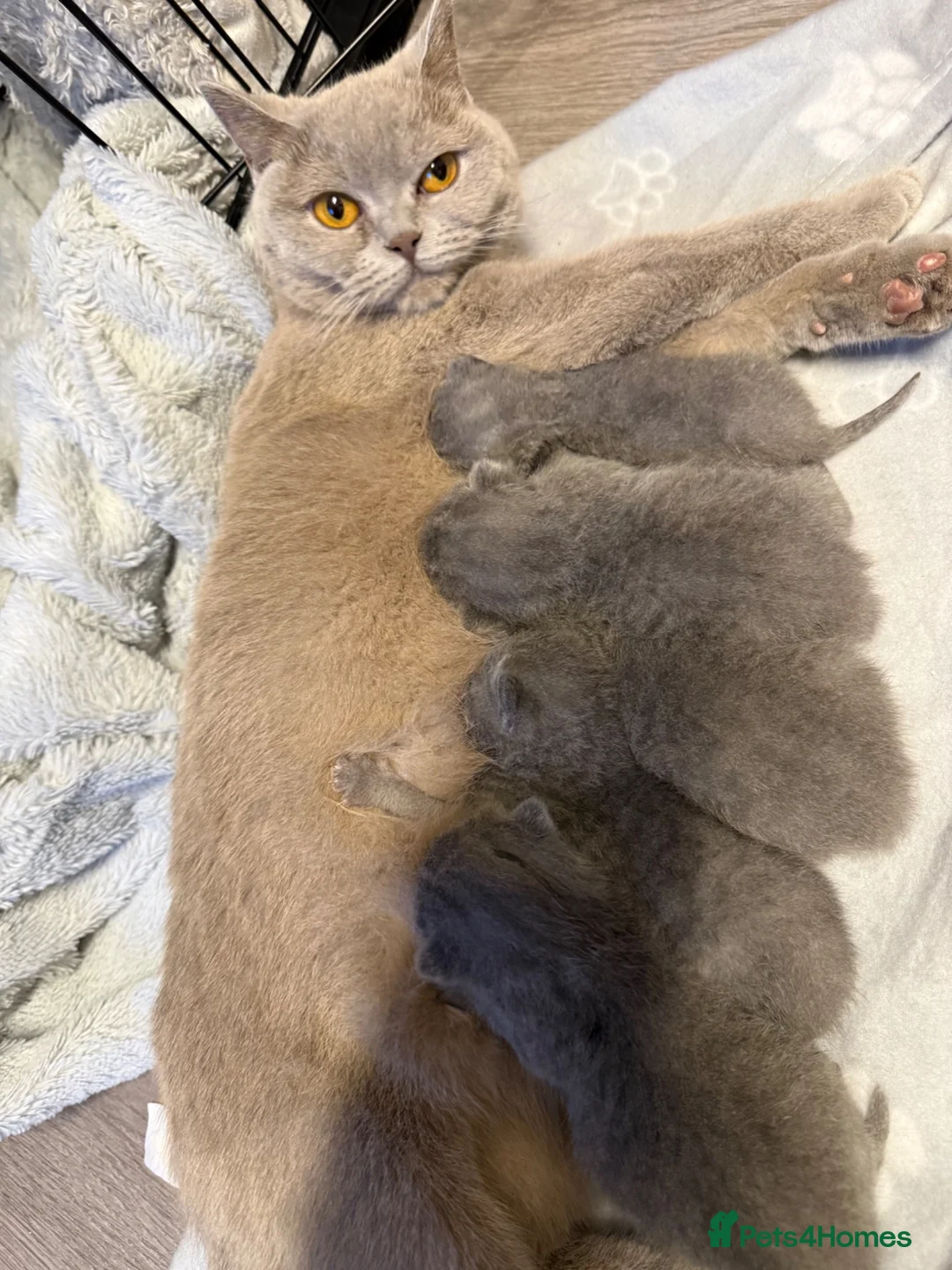 Brazilian Shorthair cats for sale: Full British short hair kittens  in Luton - Advert 2