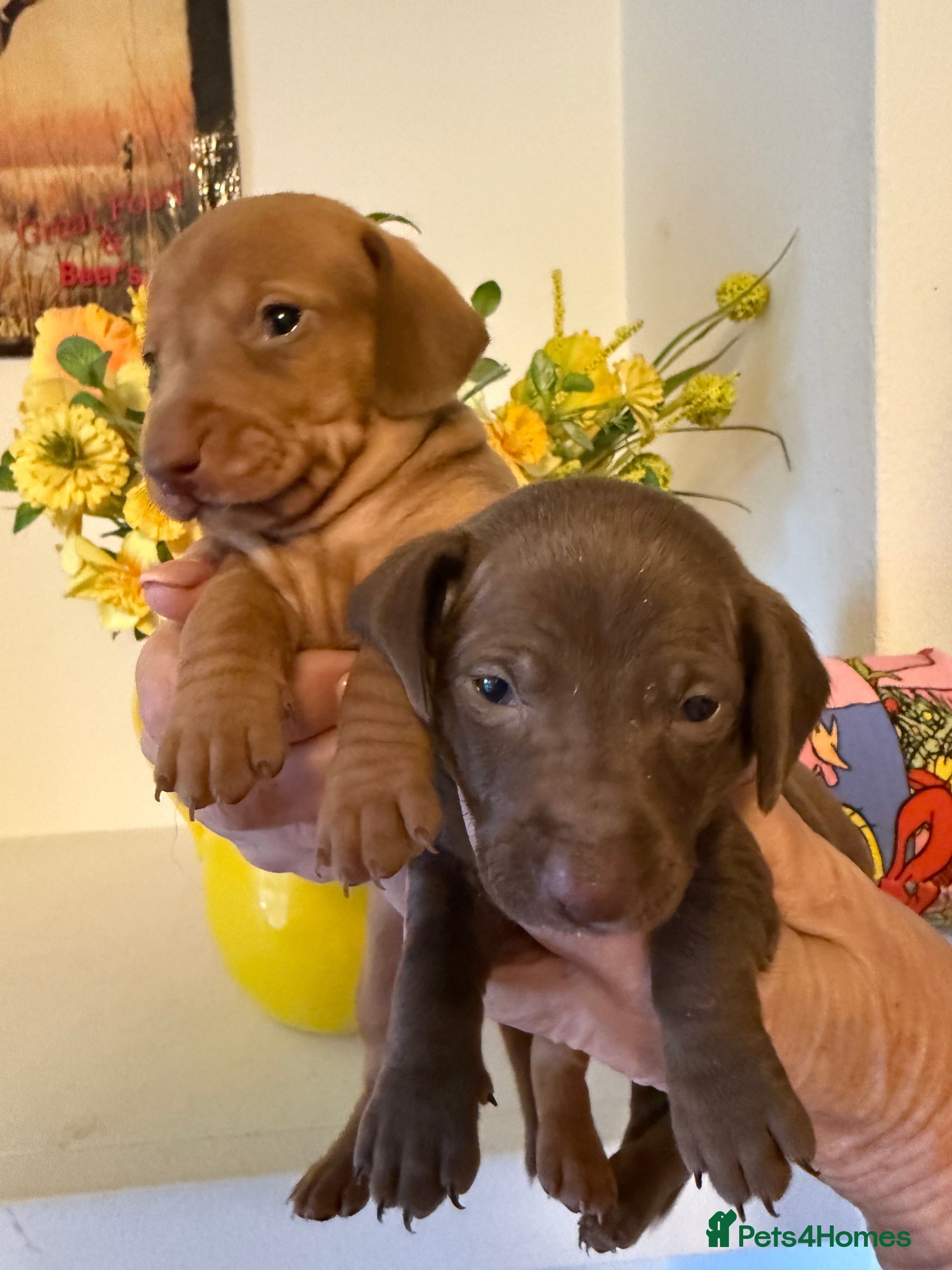 Miniature Dachshund dogs BEAUTIFUL KENNEL CLUB BOY MINIATURE DACHSHUNDS  - Advert 11