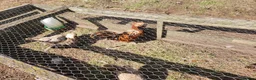 Chickens poultry for sale: Ornamental poultry  - Advert 2