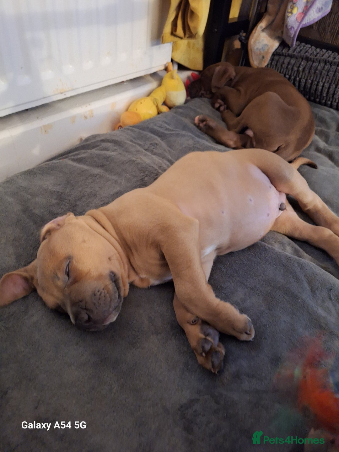 American Bulldog dogs for sale: 11 little hearts need their forever home - Advert 7