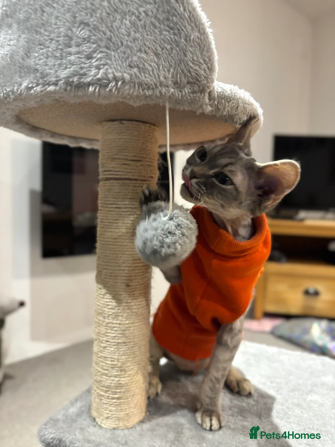 Devon Rex cats for sale: Devon Rex potentially looking for a loving home. - Advert 11
