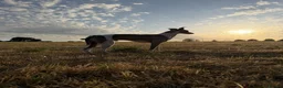 Whippet dogs for stud: Whippet For Stud  in Yeovil - Advert 2