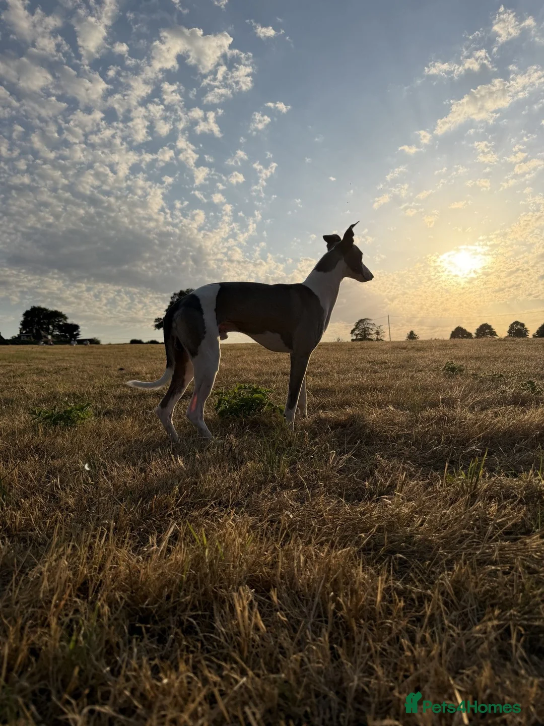 Whippet dogs for stud: Whippet For Stud  in Yeovil - Advert 2