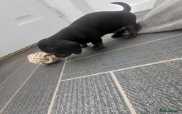 Miniature Dachshund dogs for sale: K.C Beautiful miniature daschunds - Image 5