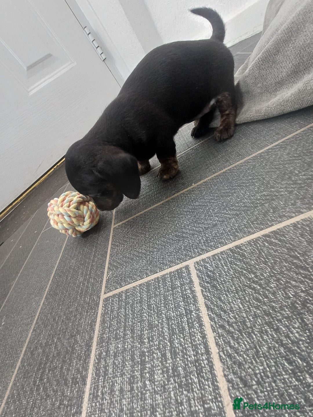 Miniature Dachshund dogs for sale: K.C Beautiful miniature daschunds - Image 5