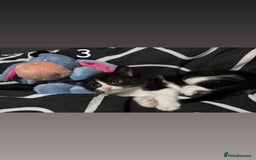 Mixed Breed cats for sale: Girl  - Image 3