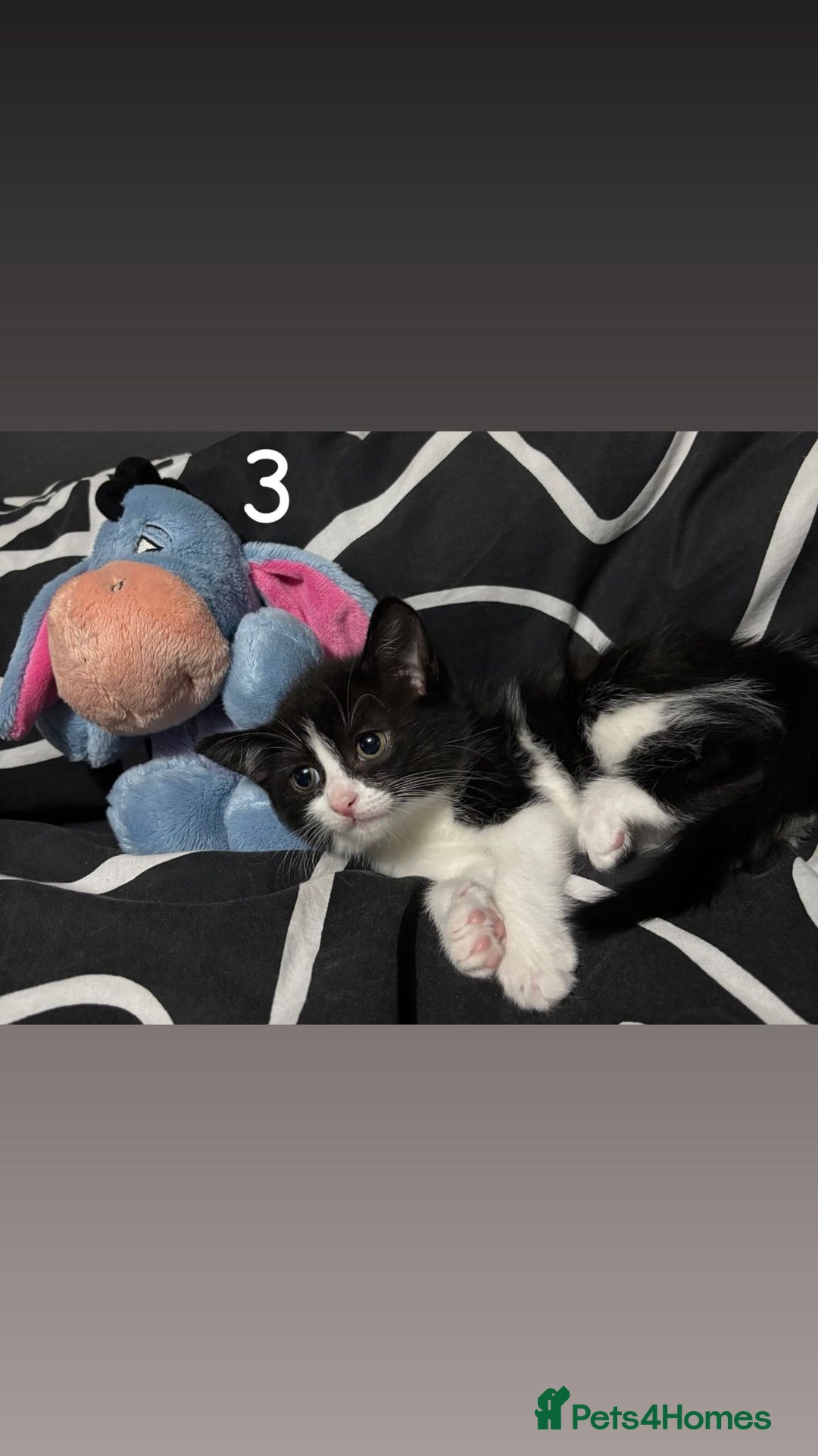 Mixed Breed cats for sale: Girl  - Image 3