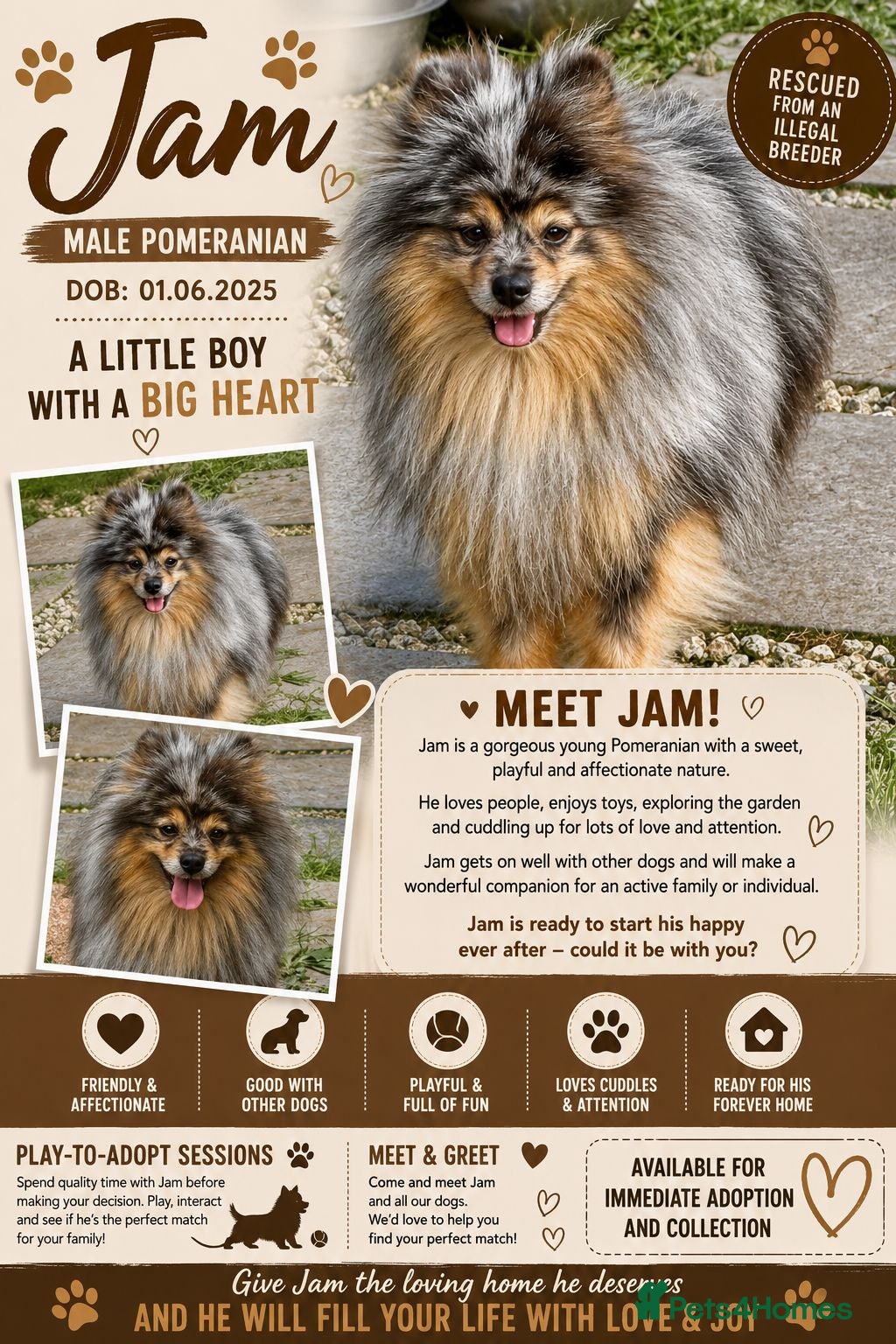 Pomeranian dogs 🐾 Jam – Male Pom Looking for His Forever Home 🐾 - Advert 2