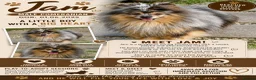 Pomeranian dogs for adoption: 🐾 Jam – Male Pom Looking for His Forever Home 🐾 - Advert 2