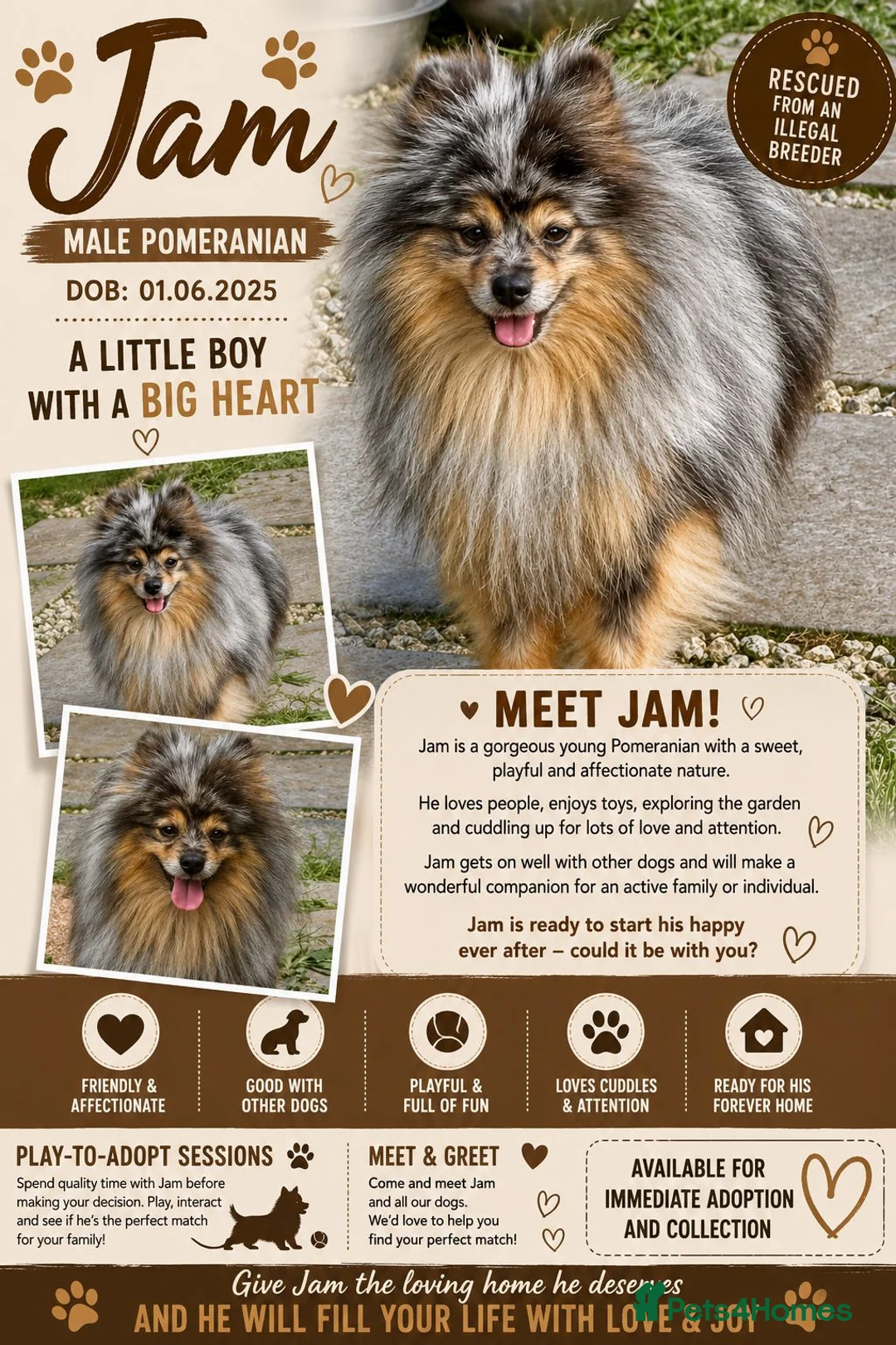 Pomeranian dogs for adoption: 🐾 Jam – Male Pom Looking for His Forever Home 🐾 - Advert 2