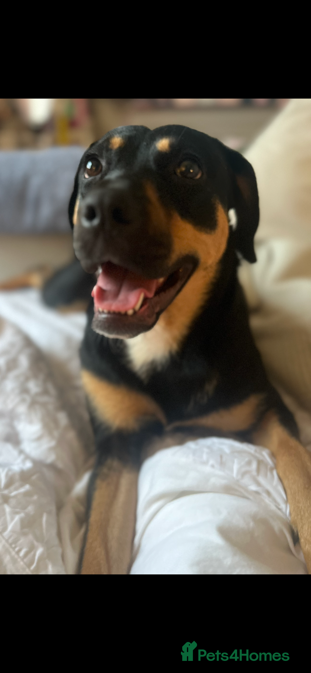 Mixed Breed dogs for sale: Bella 🐾  - Image 4
