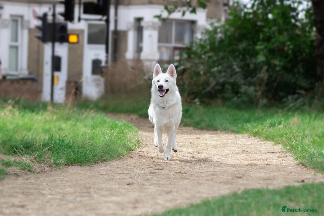 Siberian Husky dogs for stud: White husky available as stud in London - Advert 2