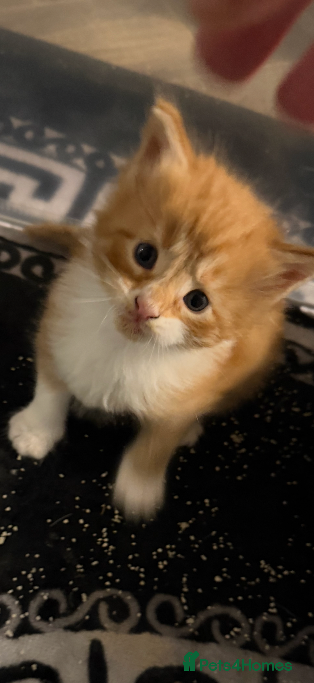 Maine Coon cats for sale: Rare red and white bicolor lMaincoon ready now  - Advert 36