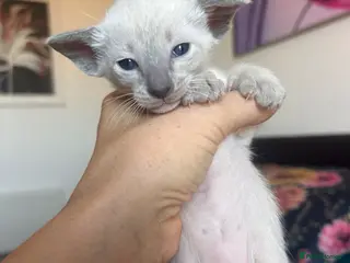 Siamese cats Beautiful kittens - Advert 2