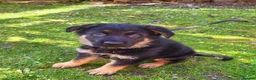 German Shepherd dogs for sale: Pure German shepherd puppy - Advert 2