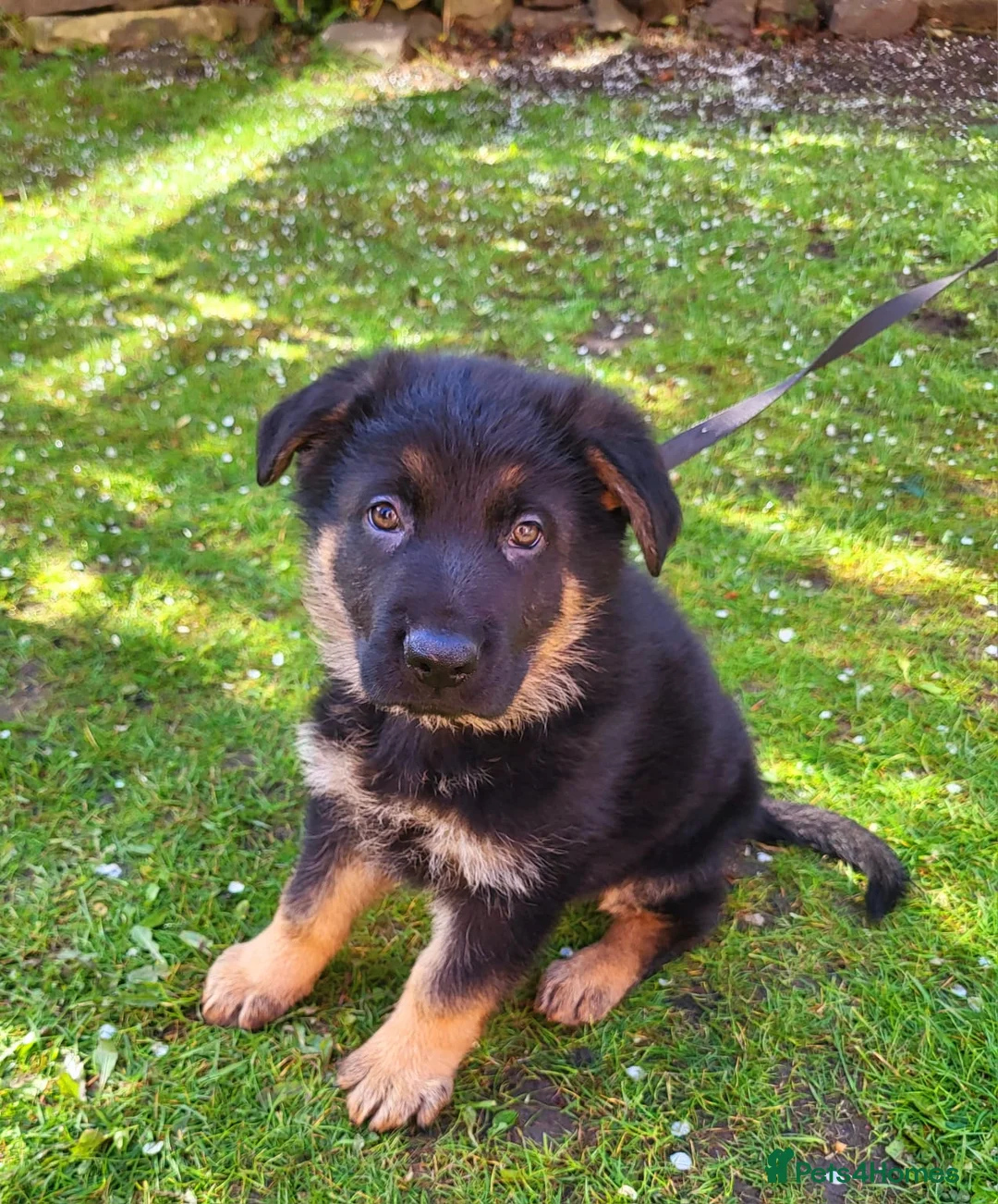 German Shepherd dogs for sale: Pure German shepherd puppy - Advert 2
