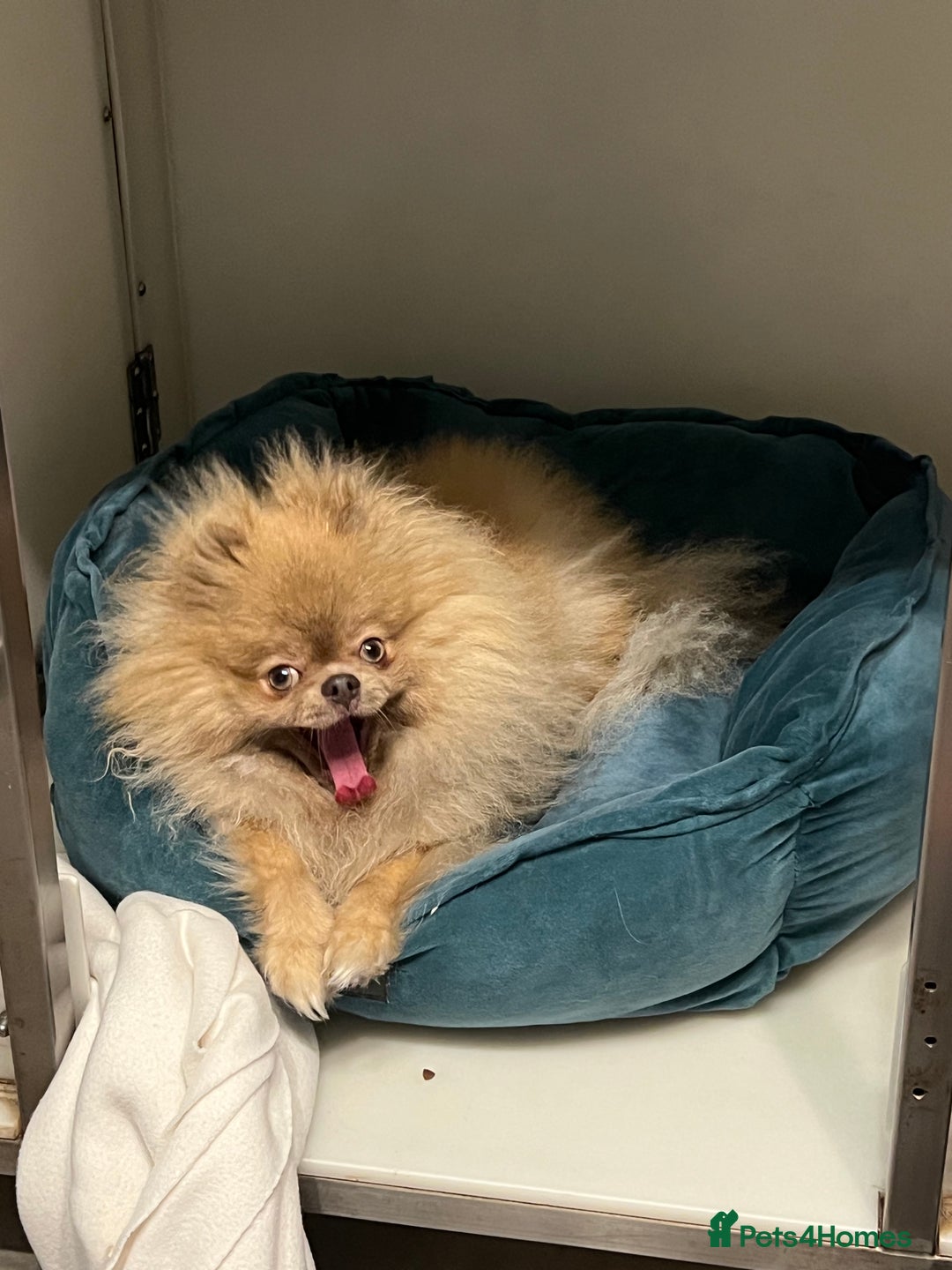 Pomeranian dogs for sale: Teddybear cuddly Retired spayed 1-2 years old  - Image 5