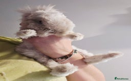Angora rabbits for sale: Poor little man... - Image 17