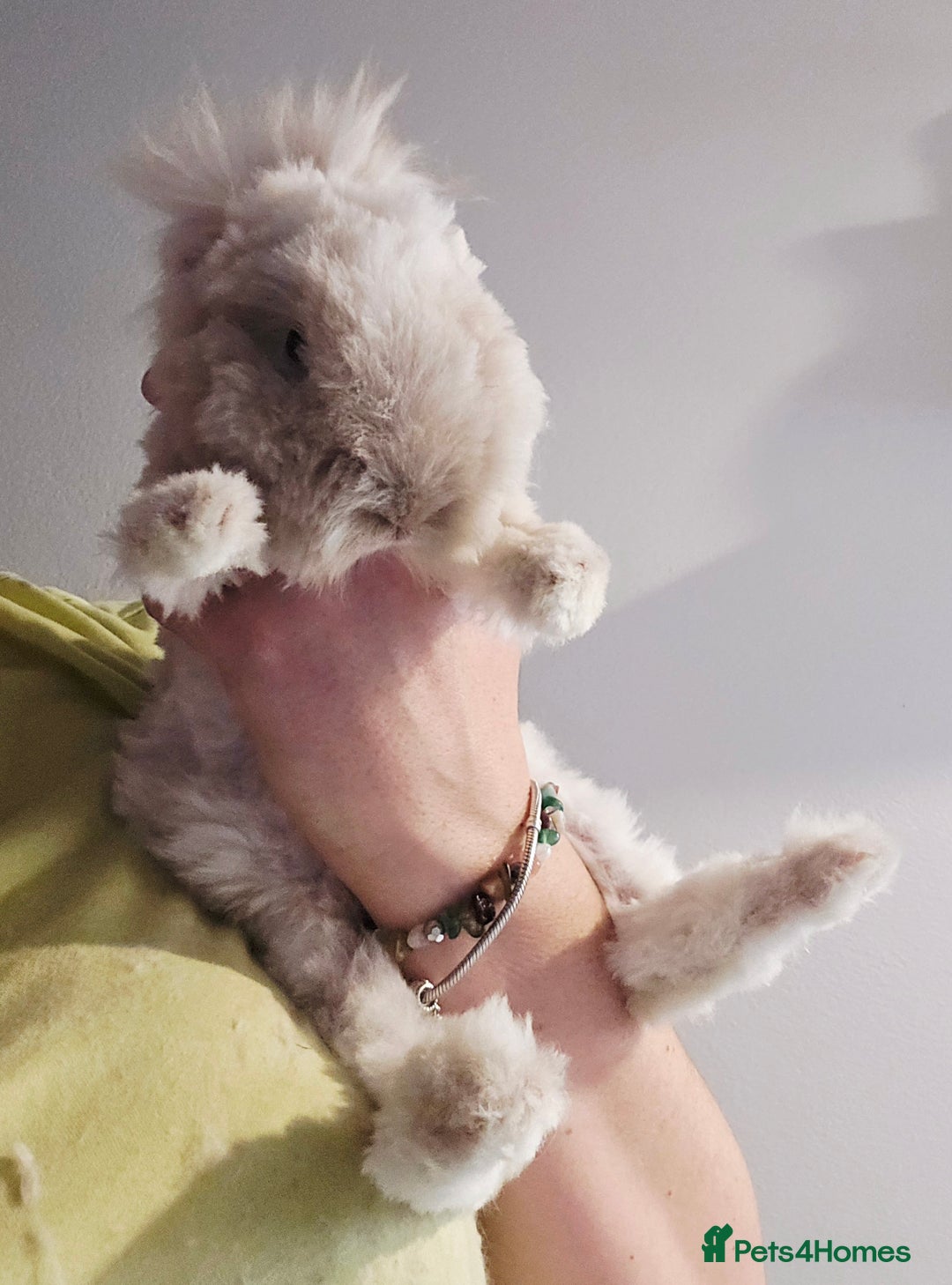 Angora rabbits for sale: Poor little man... - Image 17