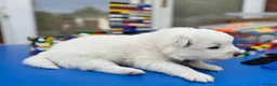 Samoyed dogs for sale: Bundle of joy 3 Puppy - Advert 27