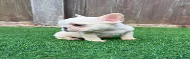 French Bulldog 4