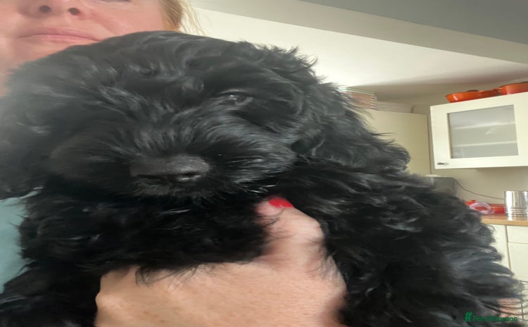 Cockapoo dogs in Gillingham - Advert 7
