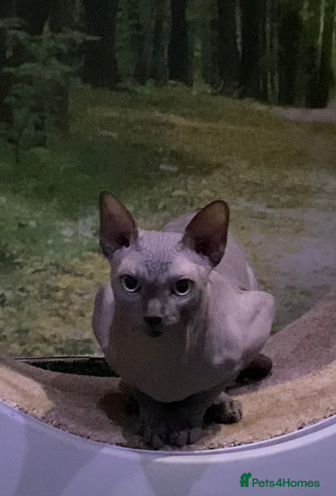 Sphynx cats for sale: Beautiful blue boy  - Image 2