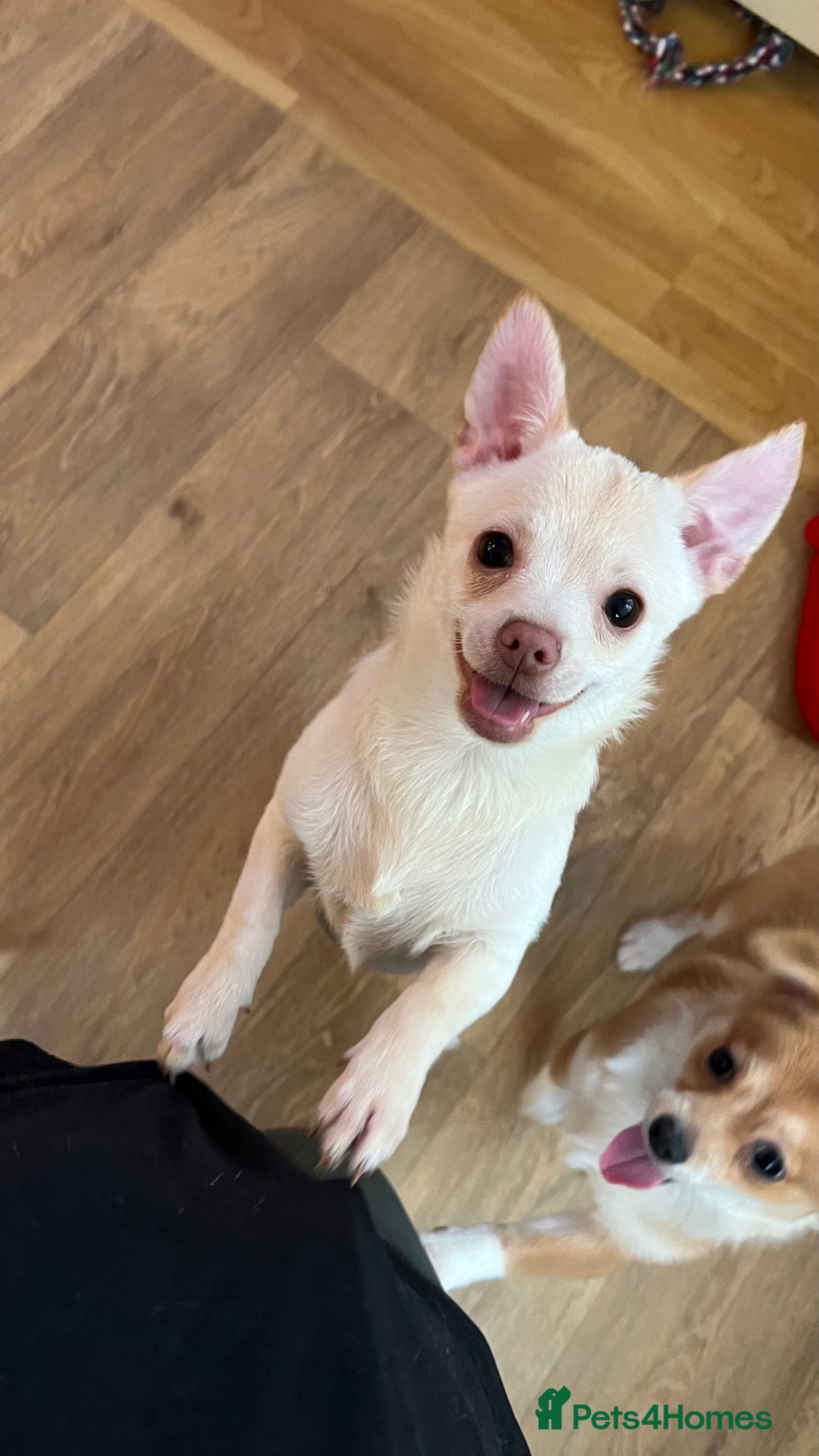 Pomchi dogs for sale: Pomchi's  - Advert 13