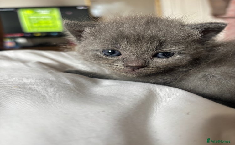 Mixed Breed cats for sale - Advert 1