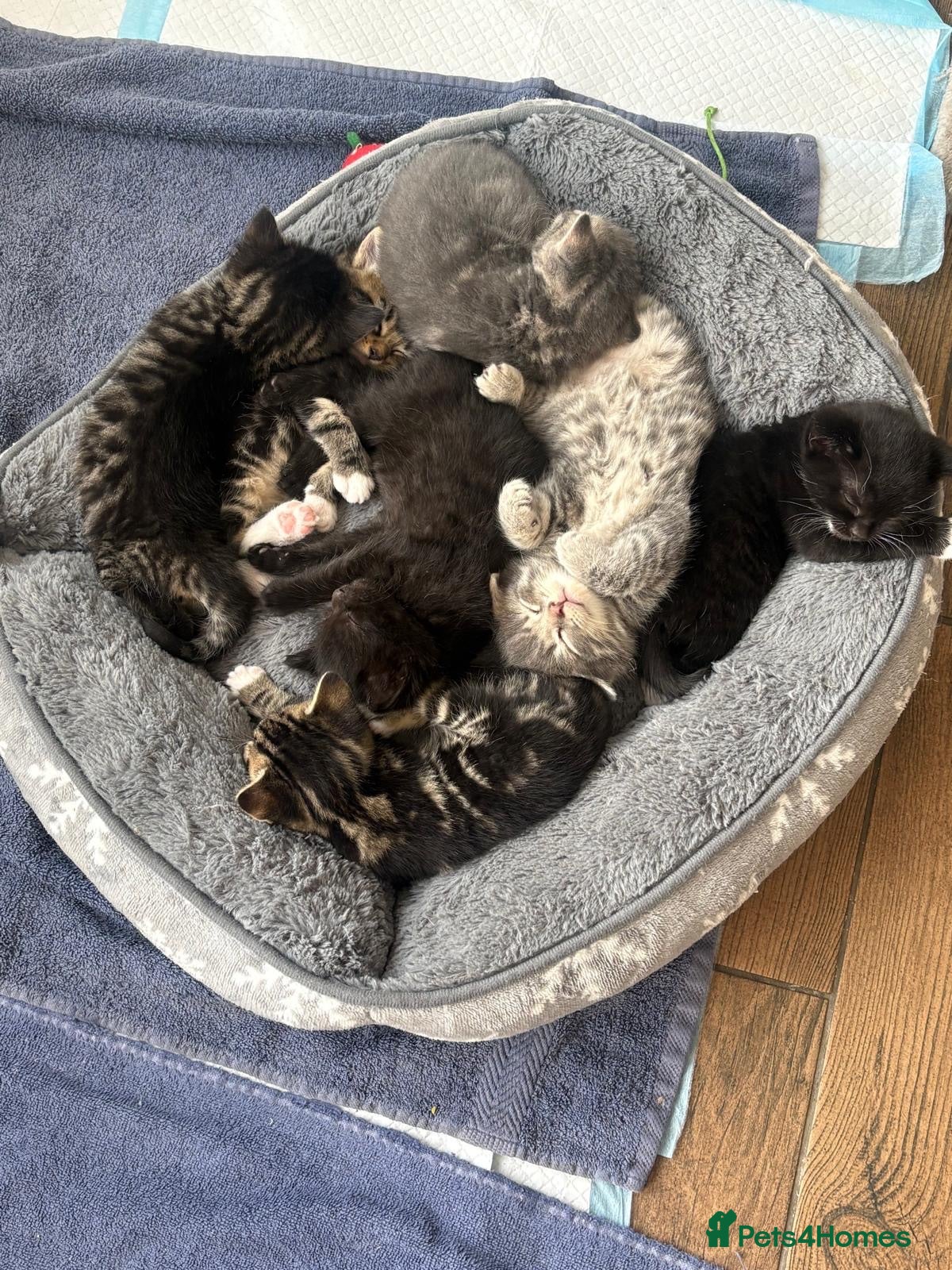 Mixed Breed cats Kittens for sale - Advert 1