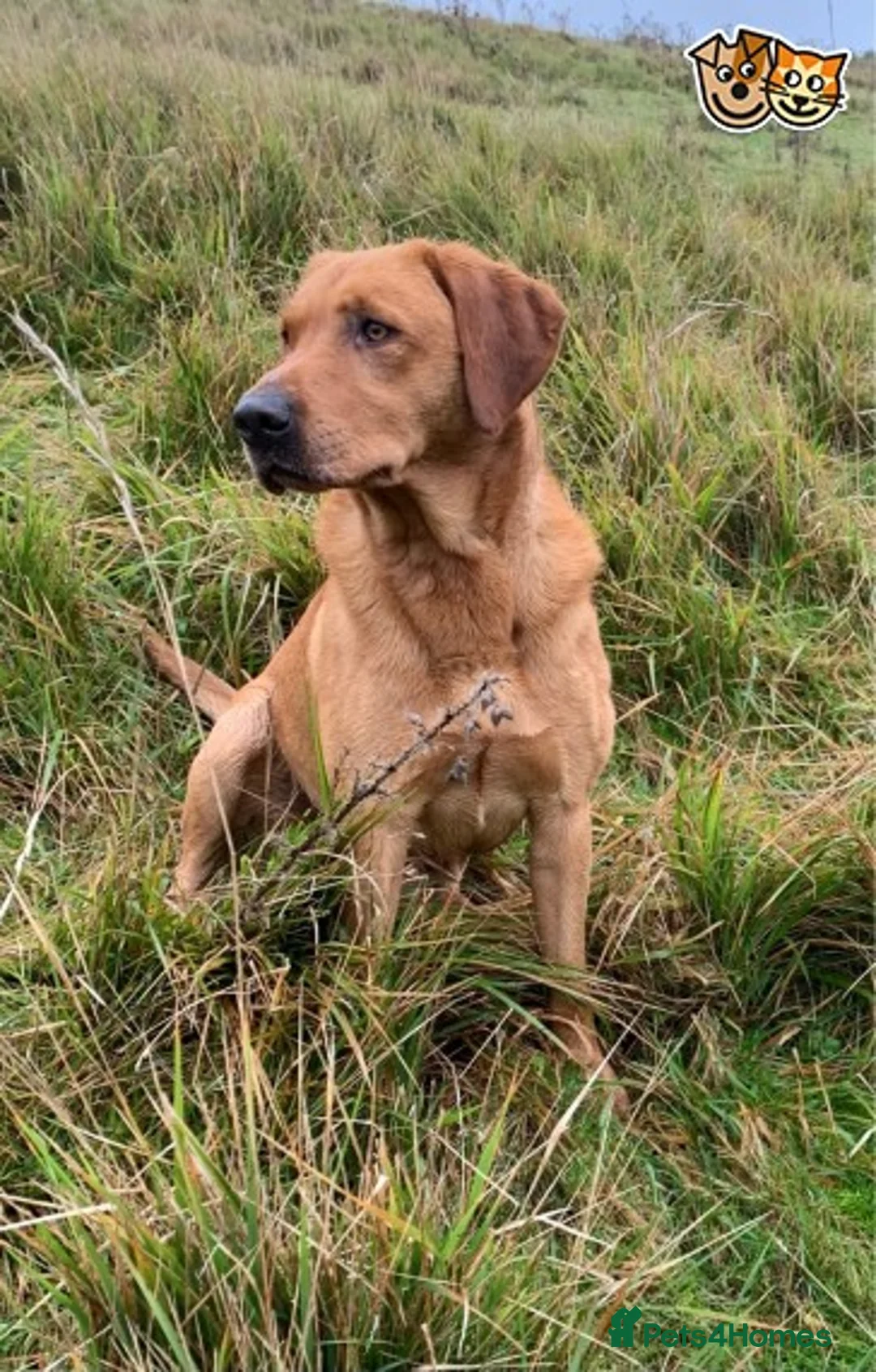 Labrador Retriever dogs for stud: Fully health tested Fox Red Labrador For Stud in Tewkesbury - Advert 7