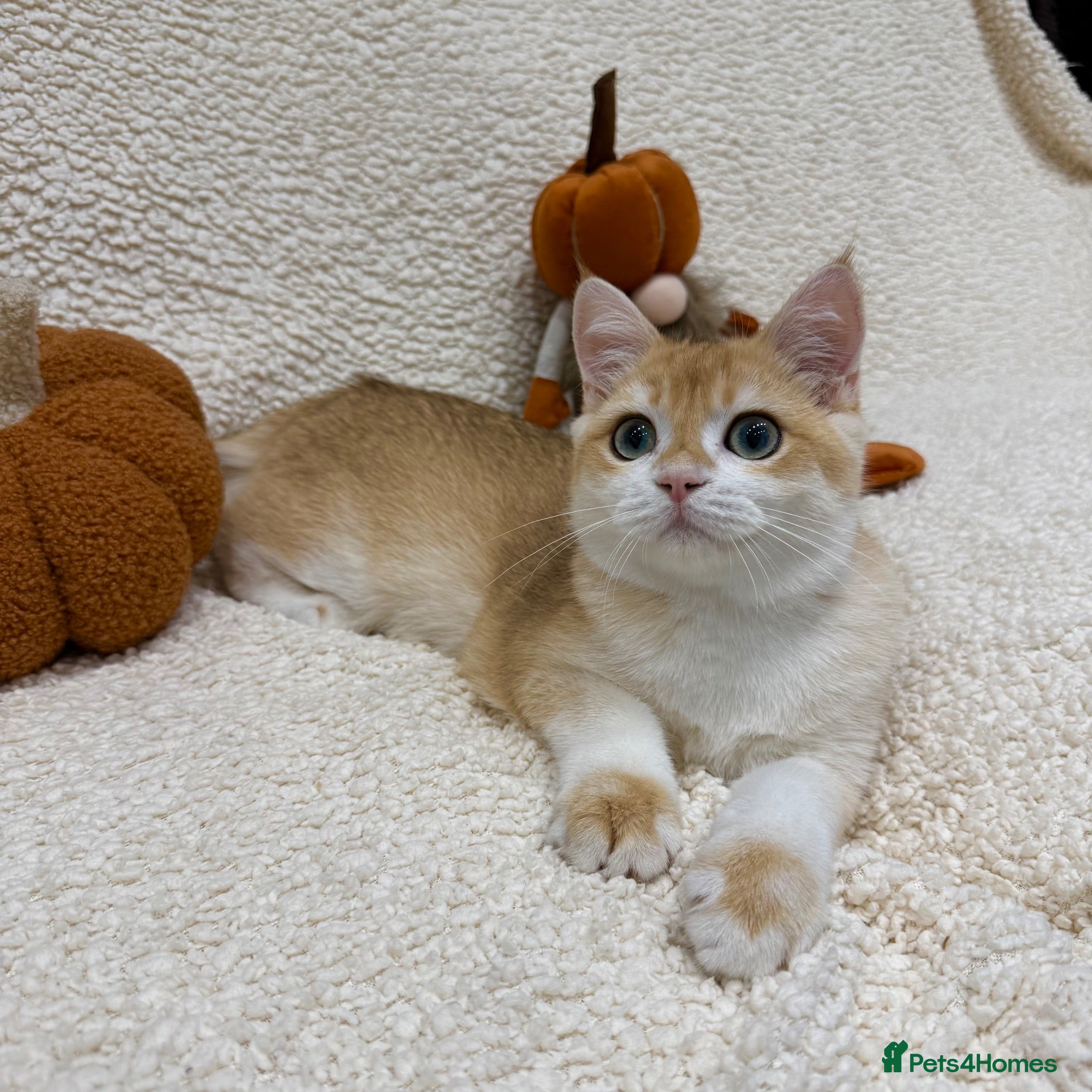 British Shorthair cats 🧡Exceptional pedigree golden BSH🧡 - Advert 1
