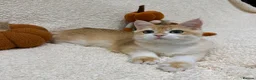 British Shorthair cats for sale: 🧡Exceptional pedigree golden BSH🧡 - Advert 3