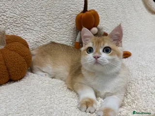 British Shorthair cats 🧡Exceptional pedigree golden BSH🧡 - Advert 3
