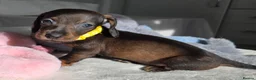 Miniature Dachshund dogs for sale: 🤎 Gorgeous Daxies_Mini Dachshunds 🤎 - Advert 24