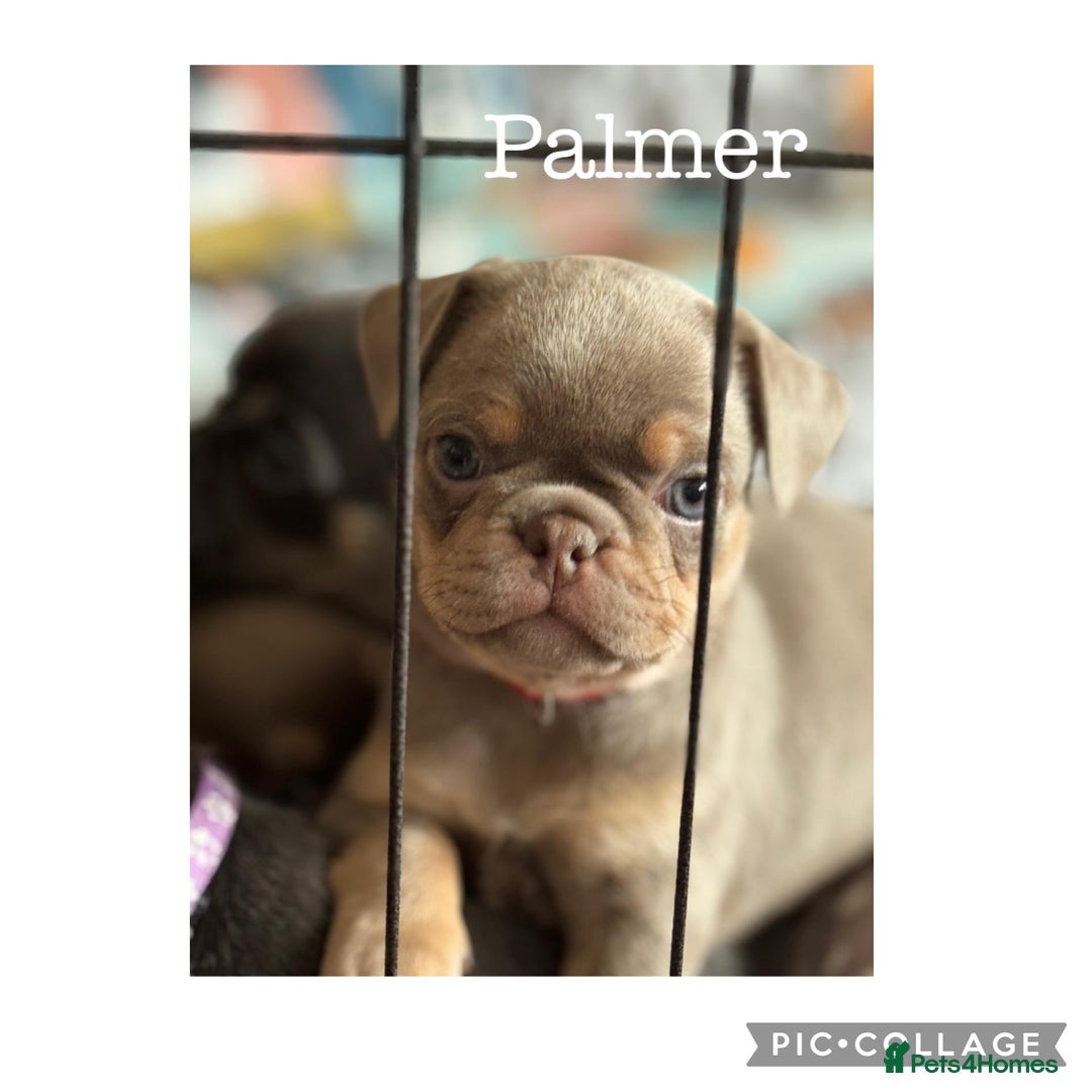 Frug dogs for sale: Frug puppies *only 2 left!* 🩵 - Image 6