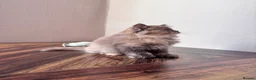 British Shorthair cats for sale: ✨Exceptional British Shorthair & Longhair Kittens✨ - Advert 21