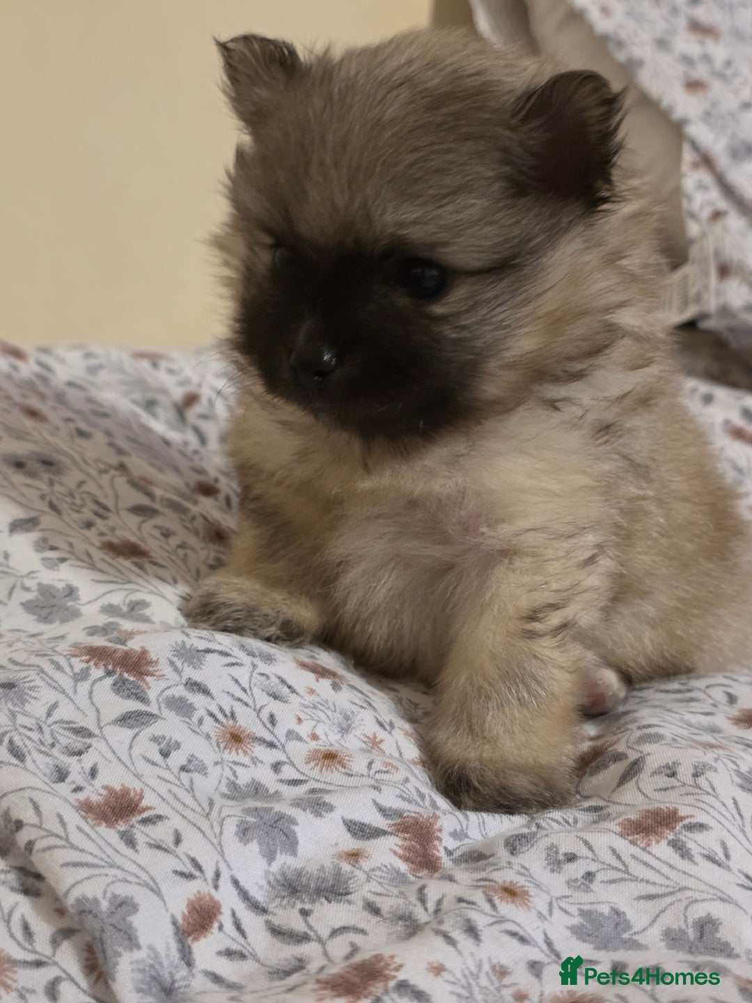 Pomeranian dogs for sale: Hello - Advert 16