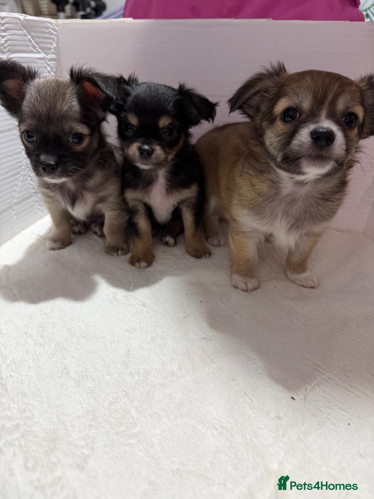 Chihuahua dogs Adorable Chihuahua puppies 1 girl and 2 boys - Advert 1